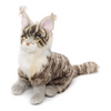 Maine Coon Cat Teddy Bear - Soft Toy